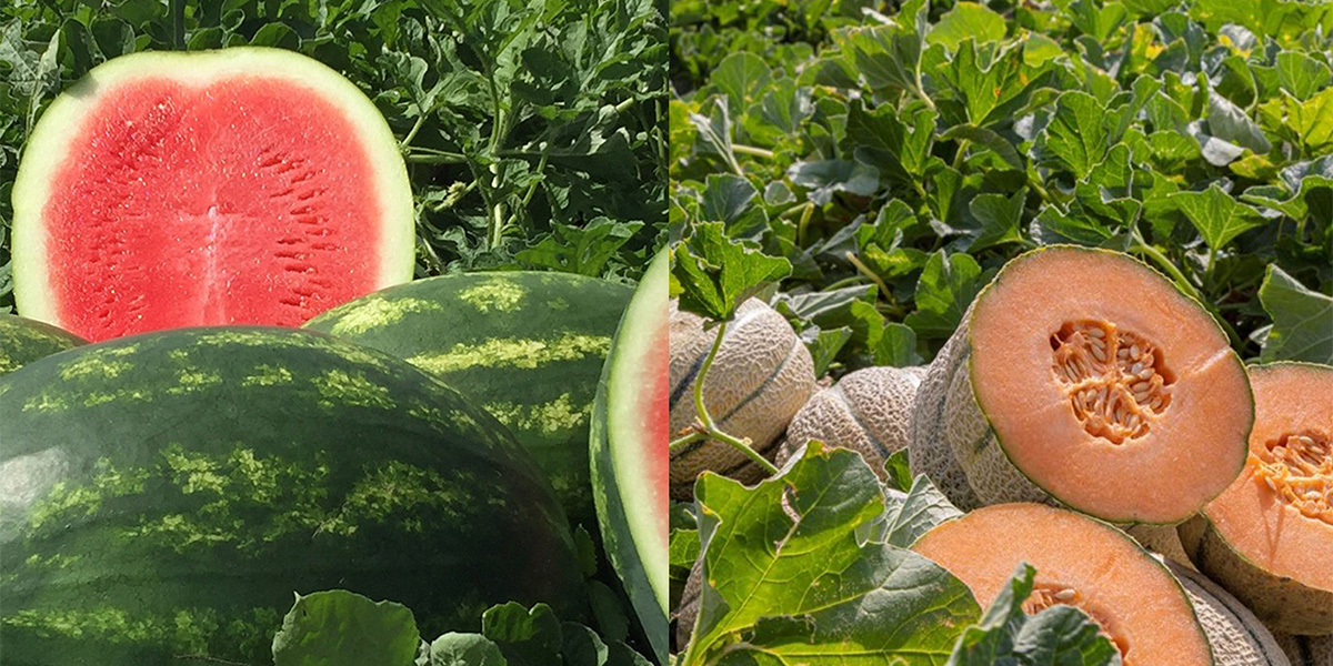 Meloni e angurie sugli scudi: crescite in doppia cifra